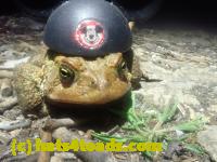 /home//u458753944/public_html/sourcegallery//Roxborough Toad Detour/2026/2026-04-13/P4131615.JPG